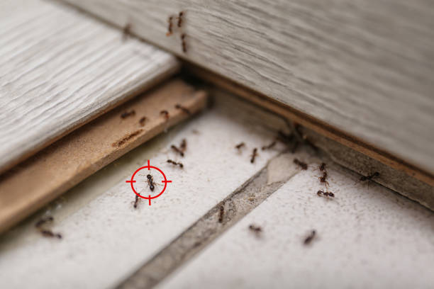 Best Local Pest Control Services  in Contoocook, NH