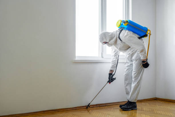 Best Spider Control Near Me  in Contoocook, NH