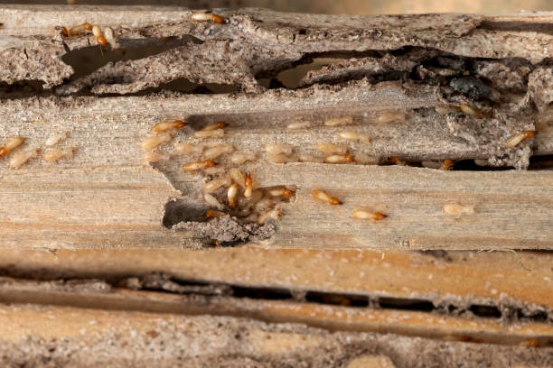 Best Insect Control  in Contoocook, NH