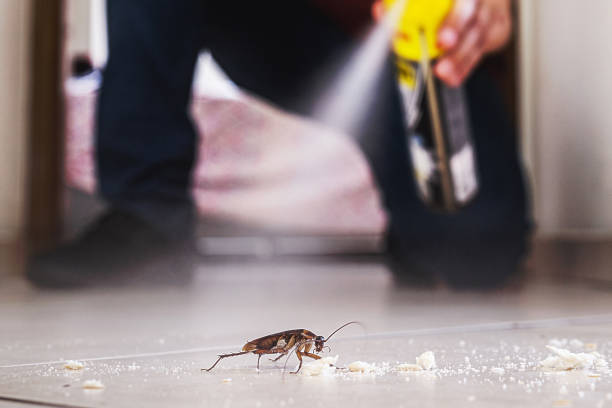 Best Pest Control for Homes  in Contoocook, NH
